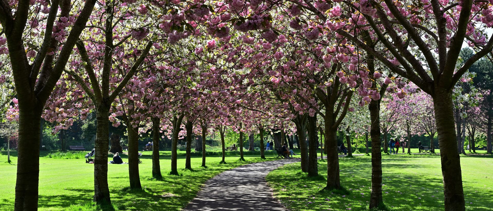 Our neighbourhood summer www.dylan.ie_v3